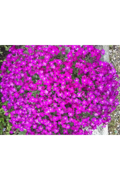 Обрієта Каскад Ред 